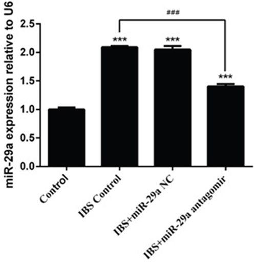 The change of miR-29a expression in the colonic epithelial cells of IBS-D rats and the effect of miRNA-29a antagomir.