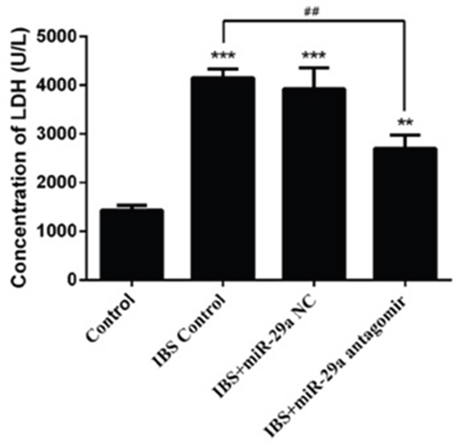 MiRNA-29a regulated concentration of LDH in the colonic epithelial cells of IBS-D.