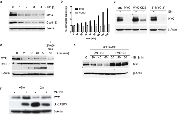 MYC degradation in INA-6 cells in the absence of glutamine.