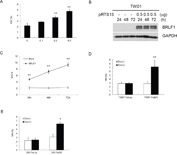 The EBV immediate early gene BRLF1 induces genomic instability.