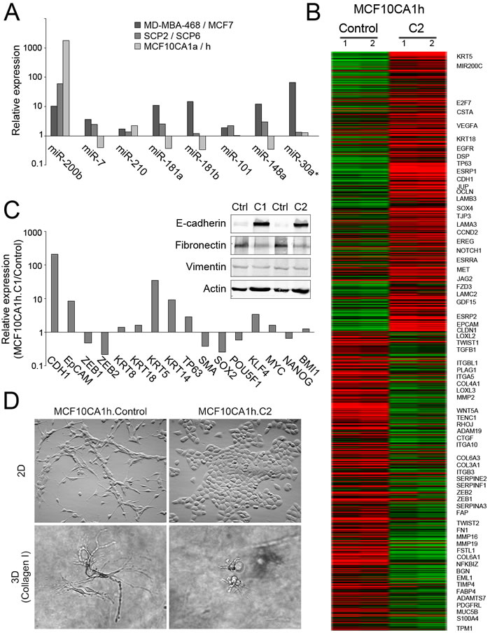 Phenotypic effects of miR-200s expression in MCF10CA1h cells.