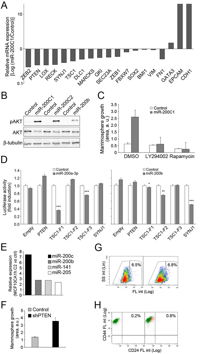 Activation of the PI3K-Akt signaling pathway by expression of miR-200 in MCF10CA1h cells.