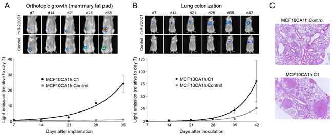 miR-200s potentiate the tumor growth and lung colonization of MCF10C1h cells in NOD-SCID mice.