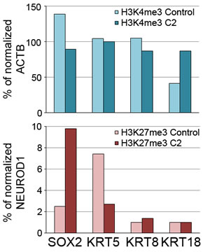 Chromatin immunoprecipitation to determine enrichment of histone markers H3K4me3 or H3K27me3 ChIP on promoter regions of SOX2, KRT5, KRT8 or KRT18 in control or miR-200 (Cluster 2)-expressing MCF10CA1h cells.