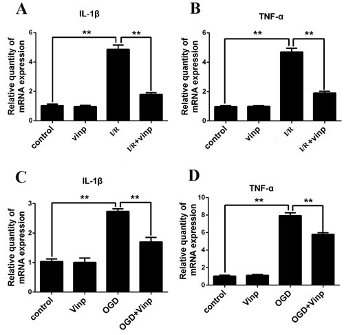 Vinpocetine attenuated inflammatory cytokine release in mice with cerebral ischemia-reperfusion injuries and the cell-based OGD model.