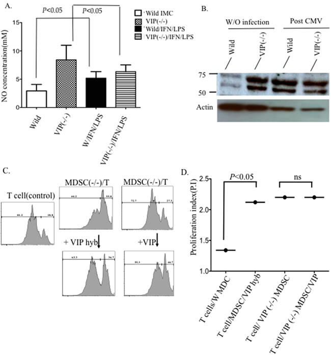 Production of VIP by MDSCs contributes to the immunosuppressive function.