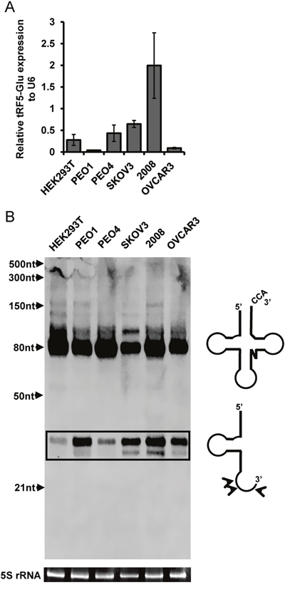 tRF5-Glu is expressed in ovarian cancer cell lines and HEK293T cells.