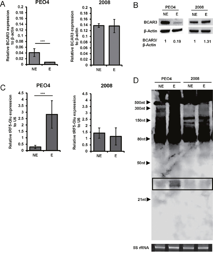 tRF5-Glu and its potential target BCAR3 are expressed in ovarian cancer cell lines.