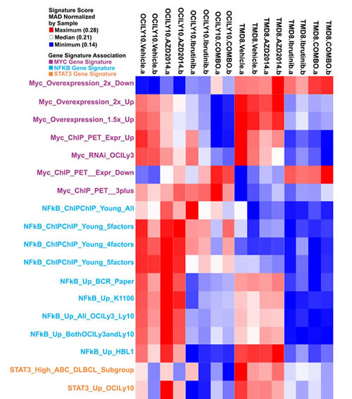Gene expression analysis of BTK and mTOR inhibition.