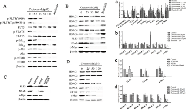 Crotonoside inhibited the activation of FLT3 signal and decreased the expressions of HDAC3 and HDAC6.