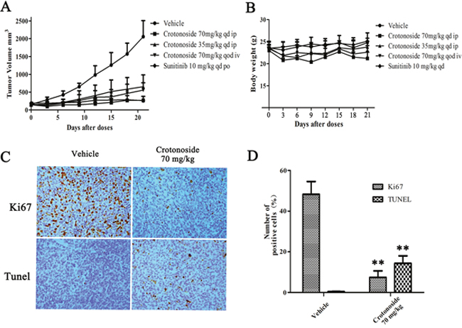In vivo effects of crotonoside against s.c. MV4-11 tumor xenografts.