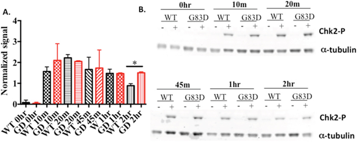 Chk2 is phosphorylated to greater levels in cells expressing G83D.