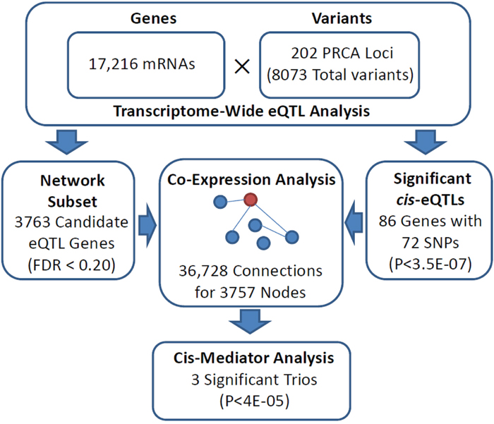 Flowchart indicating analytical stages in identifying significant cis-mediator relationships between PRCA susceptibility loci, proximal cis-genes, and distal trans-genes.