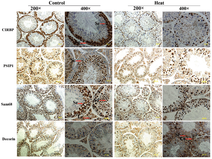 Immunohistochemical staining of CIRBP, PSIP1, Sam68, and Decorin on mouse testis.