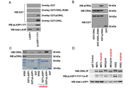 CRKL binds to phosphorylated LASP1 .