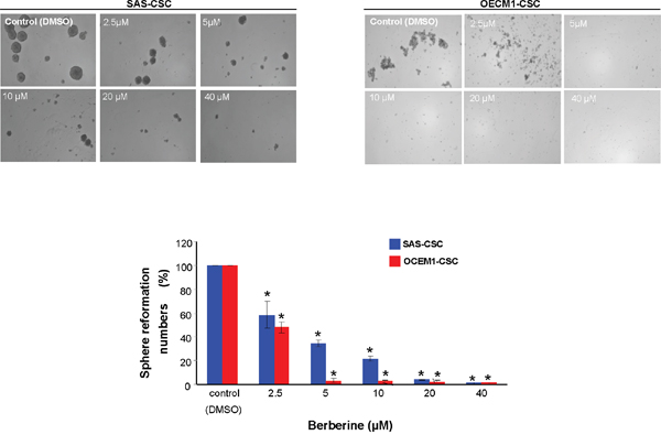 Inhibition of self-renewal property in OCSC after berberine administration.