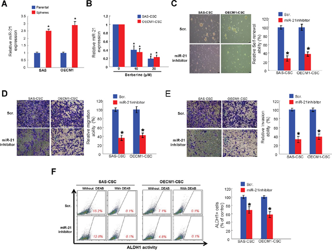 Berberine-mediated anti-tumor response is via down-regulation of miR-21.