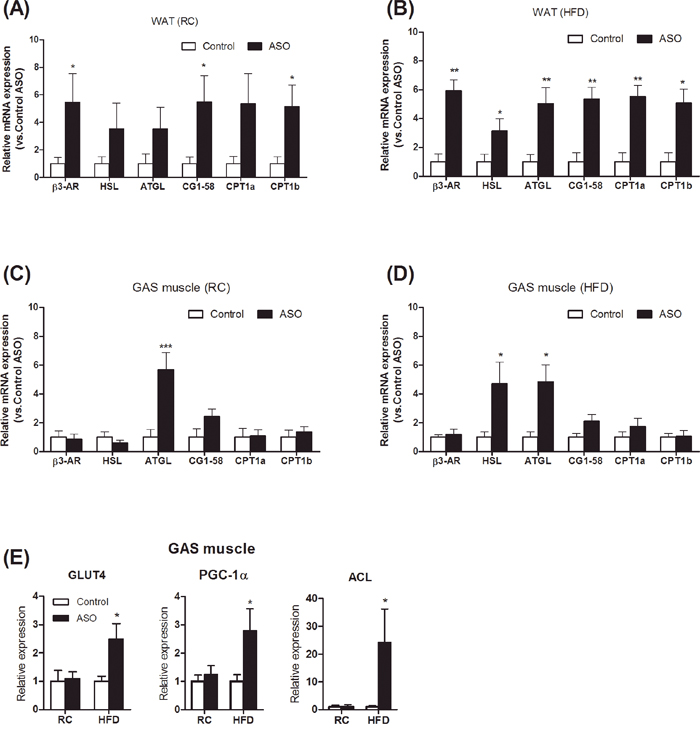Viperin ASO increased the expression of lipolytic genes in WAT in HFD-fed mice.