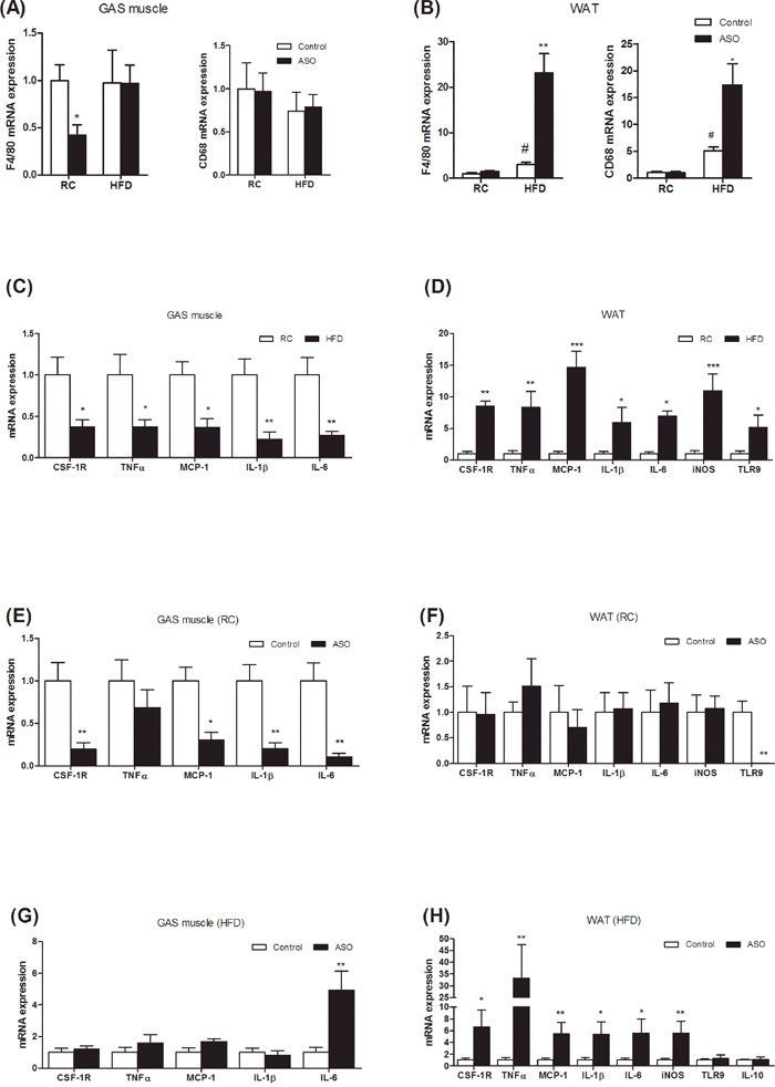 Viperin ASO exacerbated inflammation and macrophage infiltration into adipose tissue, but not into skeletal muscle, in HFD-fed mice.