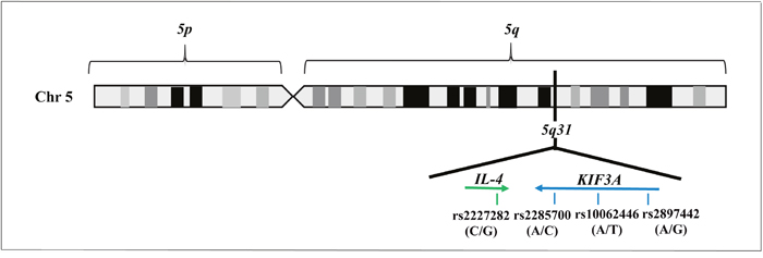 Illustration of 5q31 locus, including the genes and the SNPs selected by in-silico analysis.