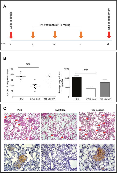 EV20-Sap shows a potent in vivo antitumor activity in a model of melanoma experimental metastasis.