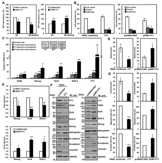 YY1 contributes to gastric carcinogenesis in SC-M1 cells.