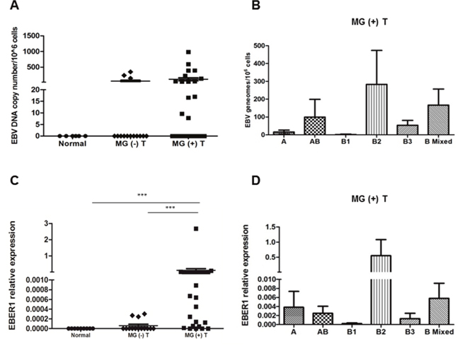 High detection frequency of EBV genome and non-coding EBER1 transcript in MG thymomas.