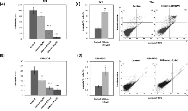 Silibinin inhibits proliferation and induces apoptosis in bladder cancer cells.