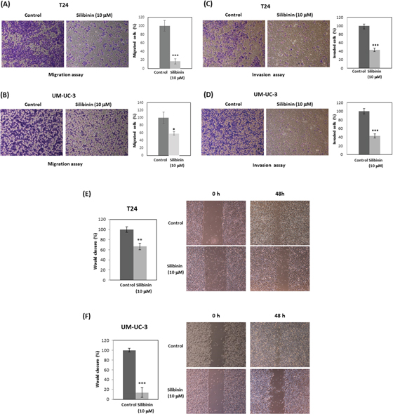Silibinin inhibits cell migration and invasion in bladder cancer cells.