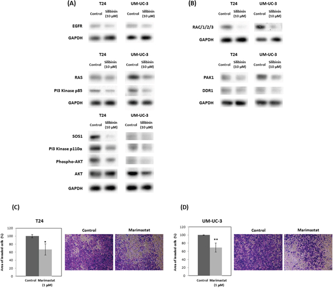 Silibinin down-regulates expression of genes in PI3K/Akt signaling and actin cytoskeleton pathways.