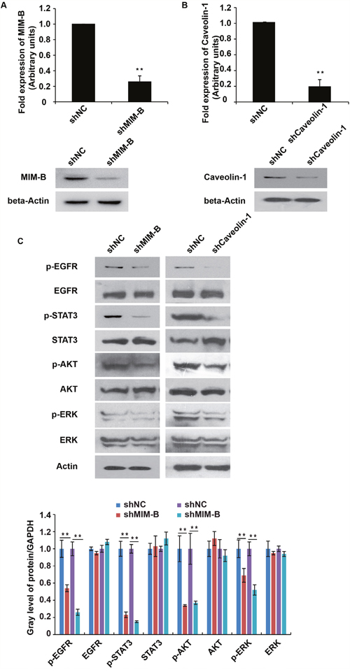 Inhibition of MIM-B and caveolin-1 repressed EGFR pathway activity.