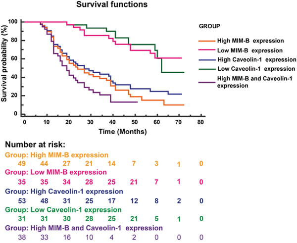 Kaplan-Meier survival plots for patients with different MIM-B and caveolin-1 expression levels.