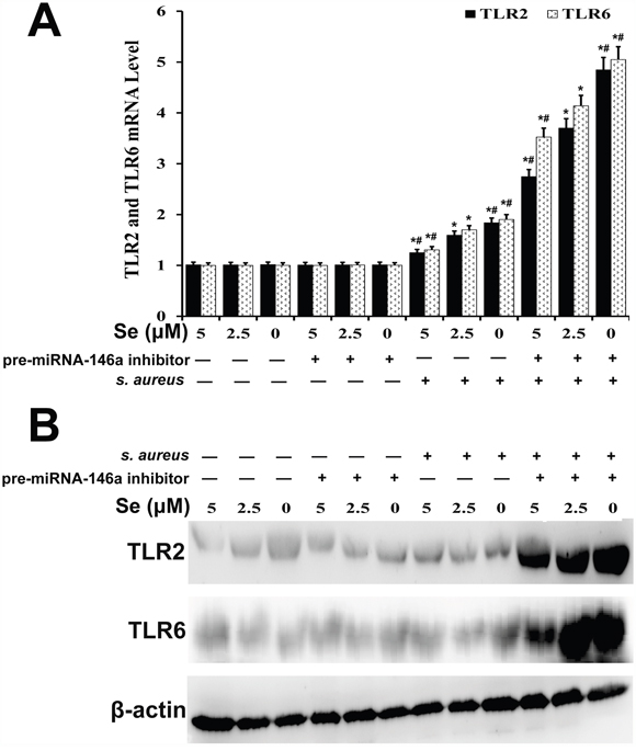 Effect of Se on TLR2 and TLR6 expression in S. aureus-infected primary mammary epithelial cells.