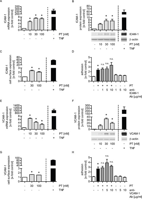 The enhanced expression of ICAM-1 or VCAM-1 is not responsible for the PT-triggered tumor cell adhesion.