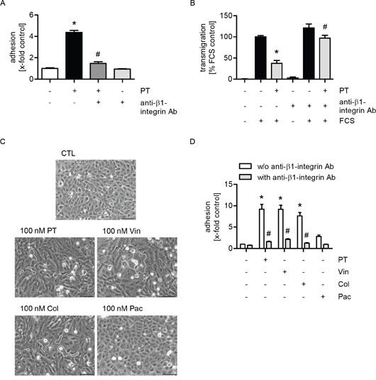 The effects of PT on tumor cell adhesion and transmigration are mediated by the interactions of &#x03B2;1-integrin on tumor cells with collagen within endothelial gaps.