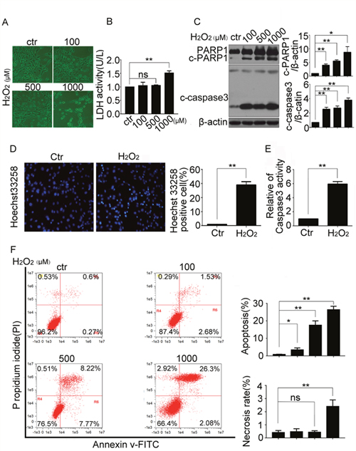 H2O2 induced apoptosis of resident cardiac stem cells.