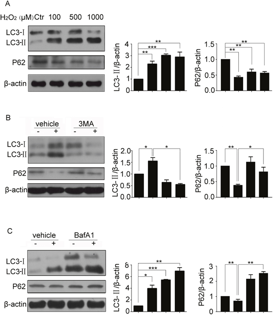 H2O2 induced autophagy of resident CSCs.