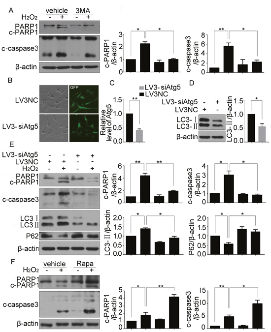H2O2-induced apoptosis in CSCs was regulated by autophagy.