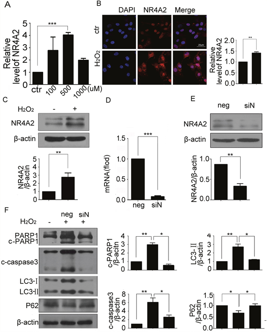 NR4A2 knockdown inhibited H2O2-induced autophagy and apoptosis in CSCs.