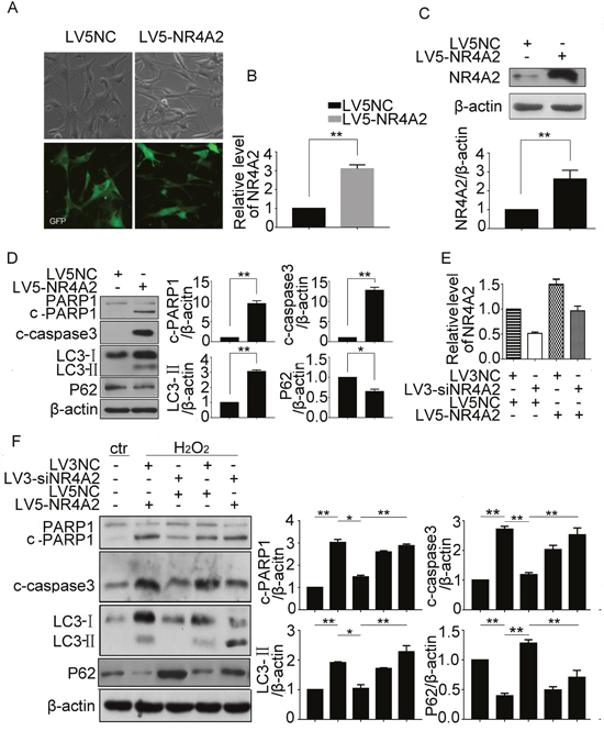 NR4A2 participated in H2O2-induced autophagy and apoptosis in CSCs.