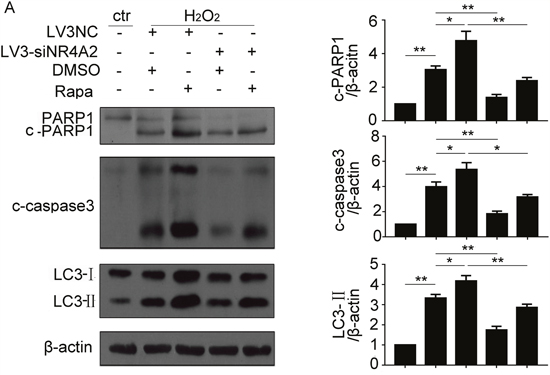 NR4A2 mediated autophagy-dependent apoptosis in H2O2-induced autophagy and apoptosis in CSCs.