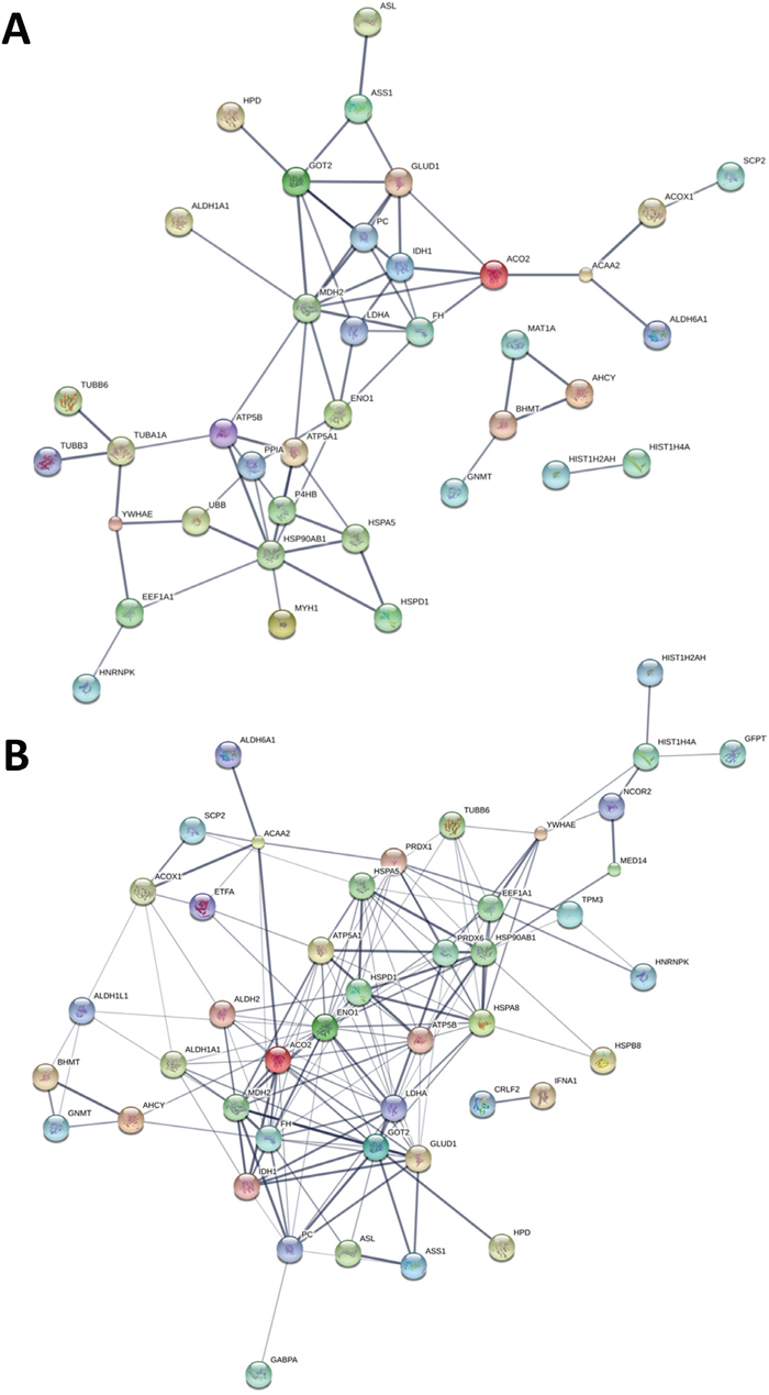 STRING Protein-protein interaction analyses.