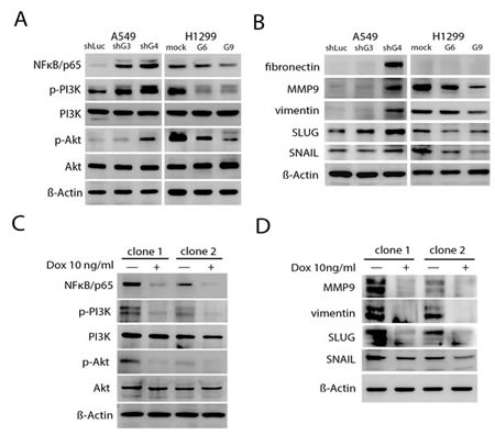 Inhibition of Id-1-induced PI3K/Akt/NF&#x3ba;B signaling- and EMT-associated proteins by GCIP.