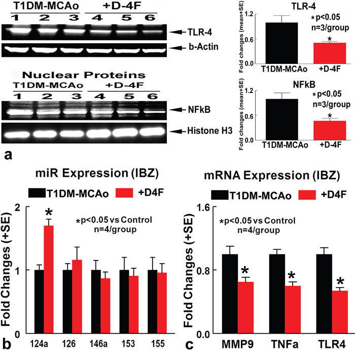 D-4F treatment of stroke in T1DM rats significantly decreases inflammatory factor expression and increases miR-124a expression.