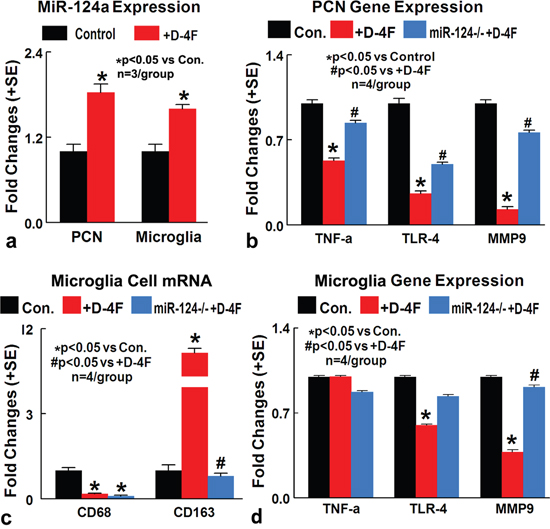 In vitro, D-4F decreases inflammatory factor expression in cultured PCN and promotes M2 macrophage polarization in cultured microglia cells under conditions of high glucose and OGD.