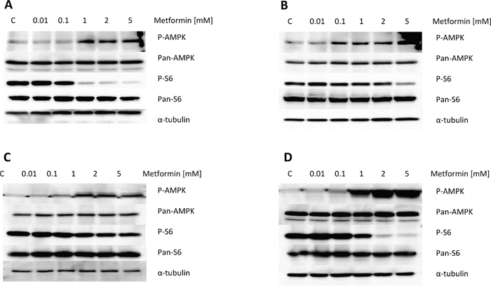 Metformin increased phosphorylation of AMPK and decreased phosphorylation of S6 in the OC cell lines.