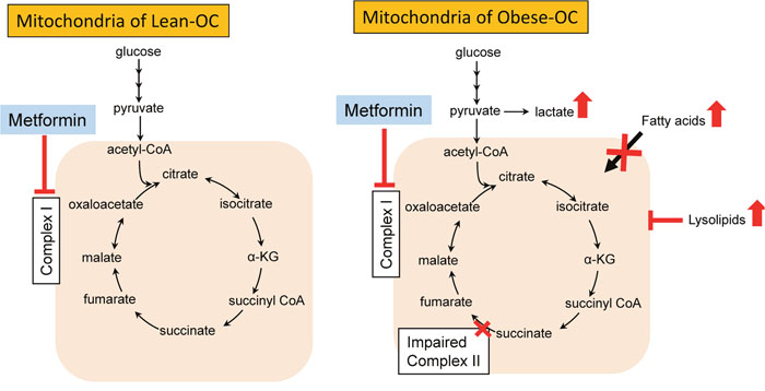 Schematic of metabolic changes in obese and lean endometrial tumors and impact of metformin treatment.