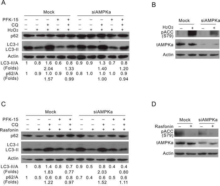 Deprivation of AMPK&#x03B1; suppresses the H2O2-, but not rasfonin-induced autophagy.