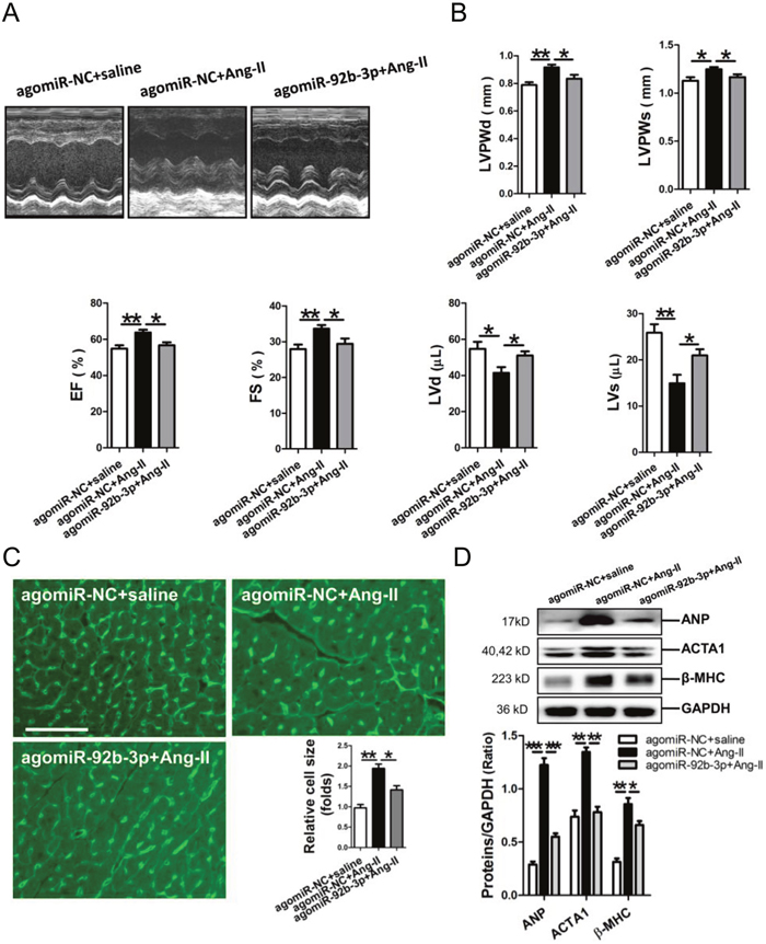 Phenotype of cardiac hypertrophy of Ang-II-infused mice with enforced expression of miR-92b-3p.