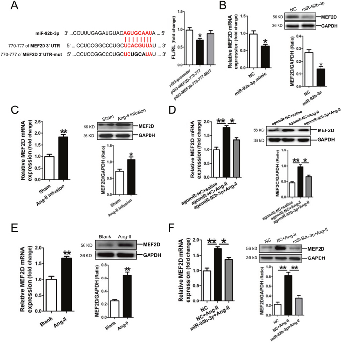 MicroRNA-92b-3p (miR-92b-3p) negatively modulates MEF2D expression.